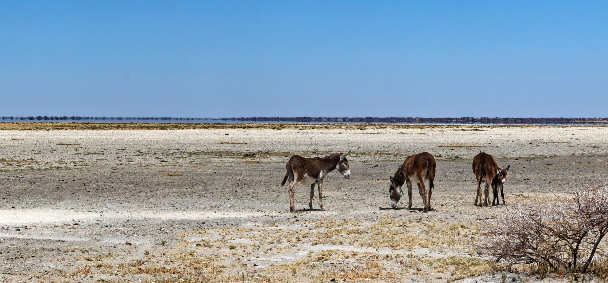 Makgadikgadi Pans National Park