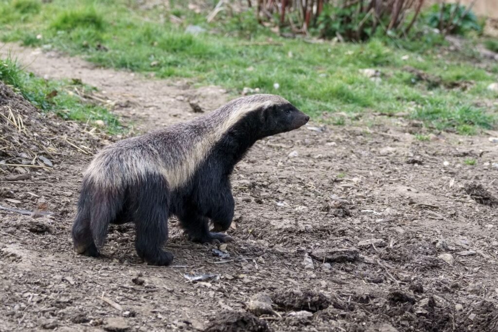 Honey Badger walking on a dry land with green grass in the background