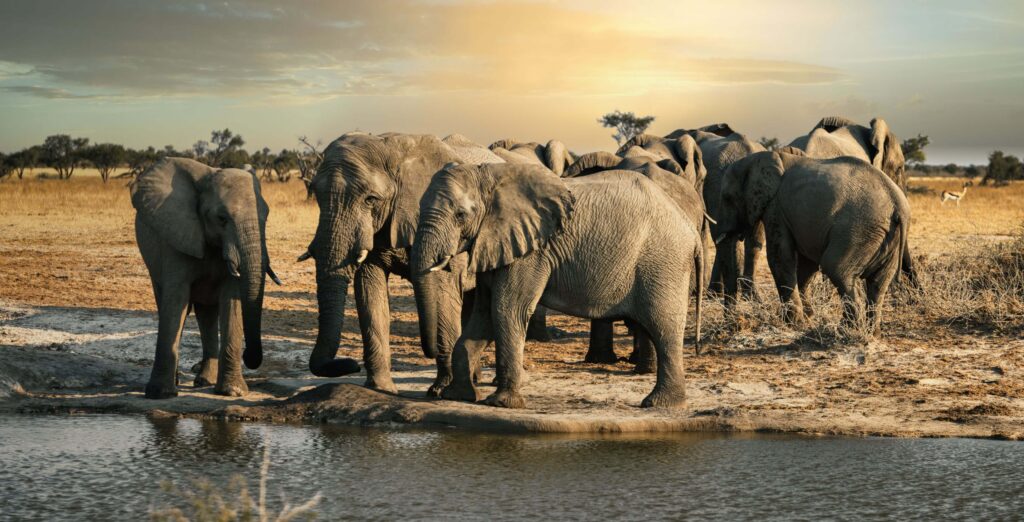 A herd of elephants gathering a a waterhole during sunset