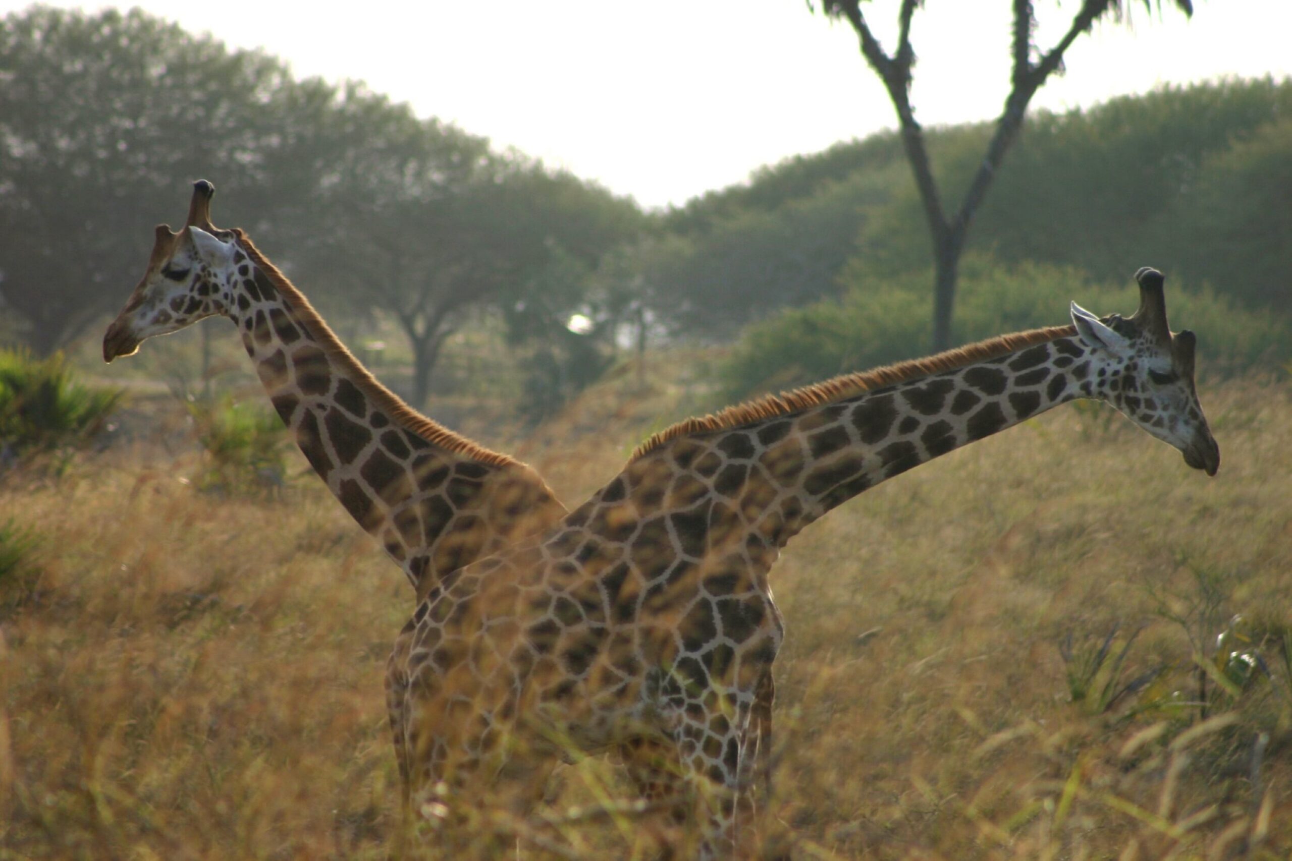 Nguuni Nature Sanctuary – guided hike, giraffe watching and sundowner with bonfire