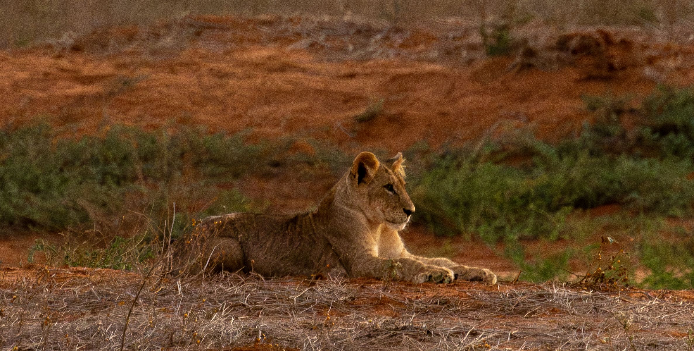 Game drive in Ngutuni Wildlife Conservancy