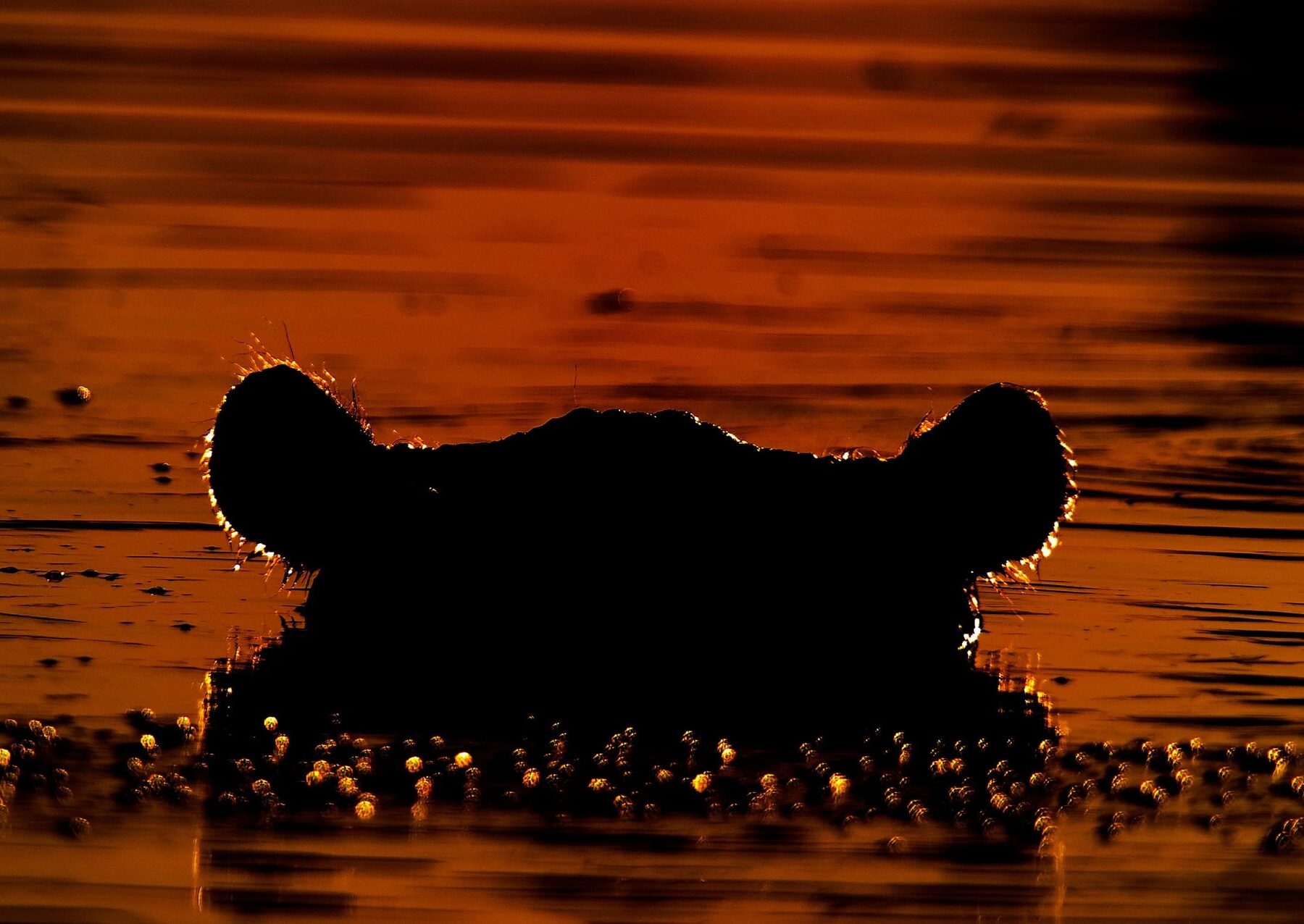 Hippo emerging from the River Khwai at sunset