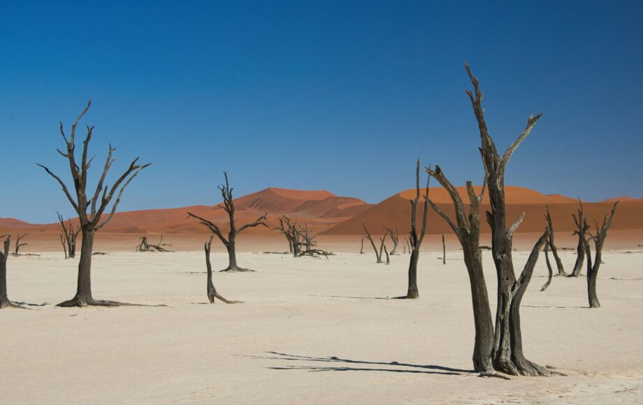 Dead trees on a dry pan of Sossusvlei in Namibia