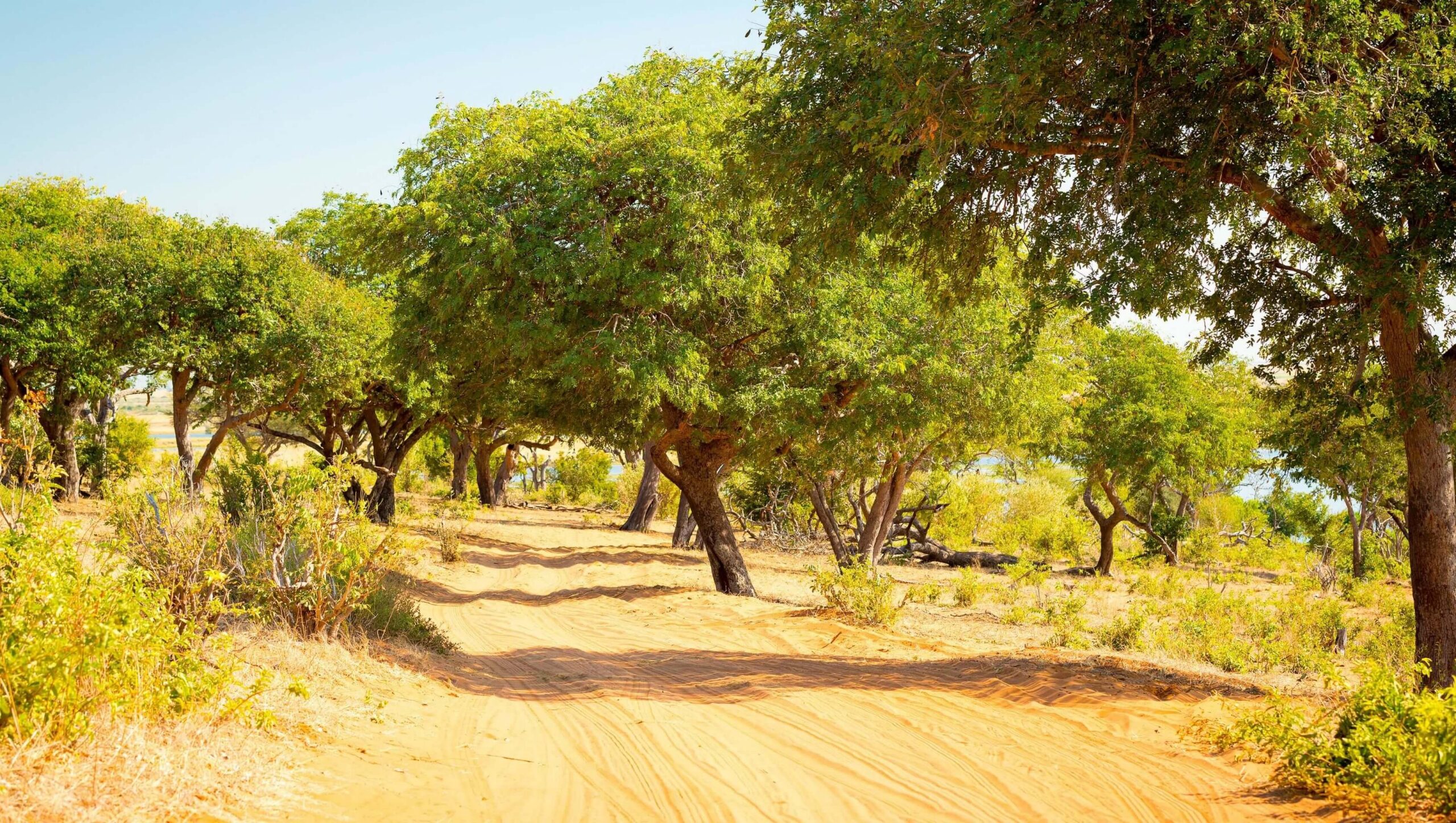 Drive from Chobe Riverfront to Savuti