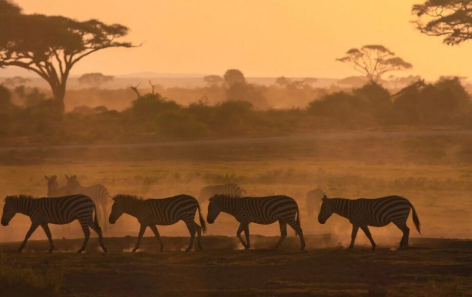 Zebras walk in a row across a dusty row at sunset