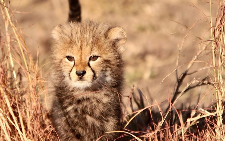 Cheetah cub walking through high yellow grass