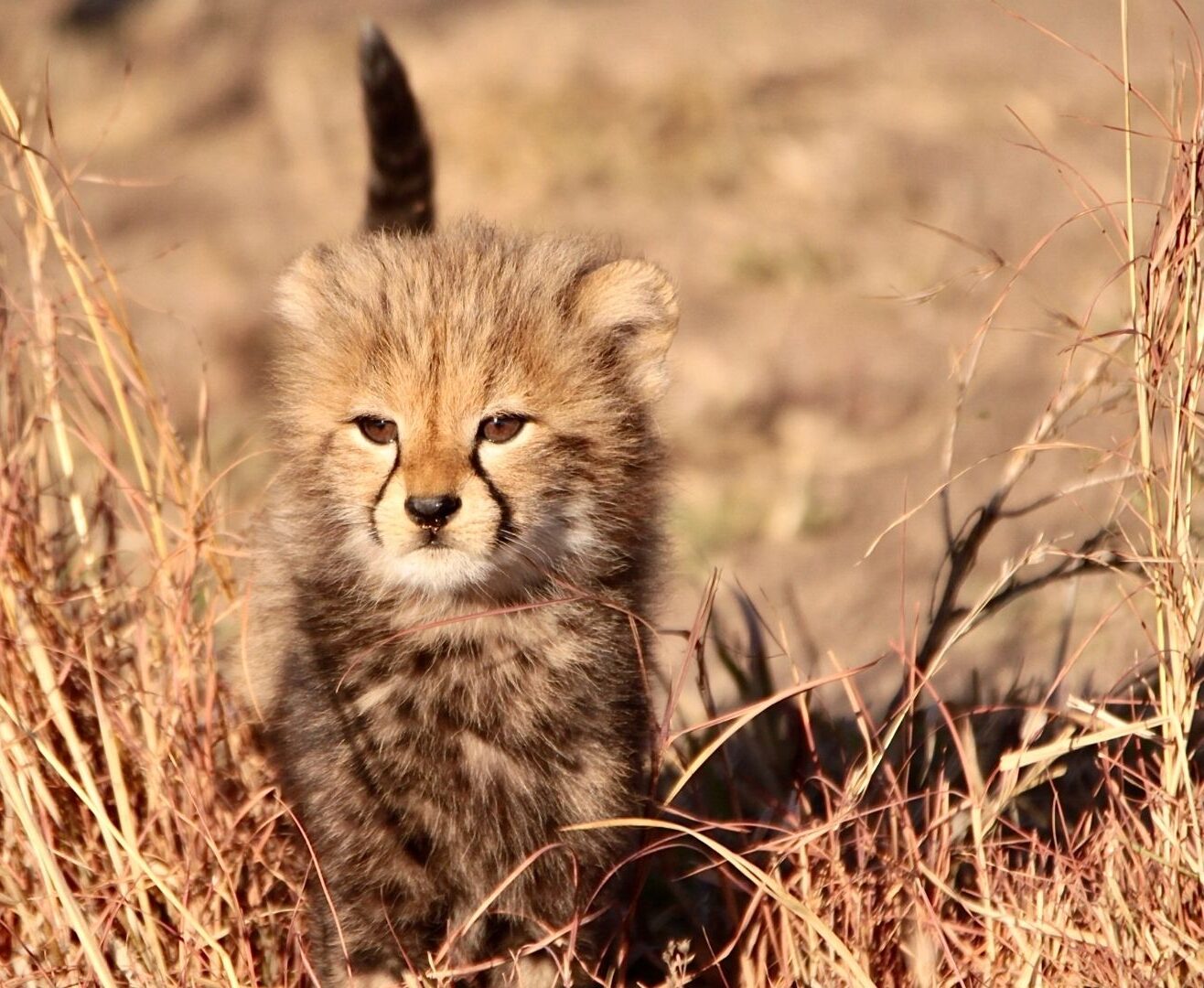 Cheetah cub South Africa