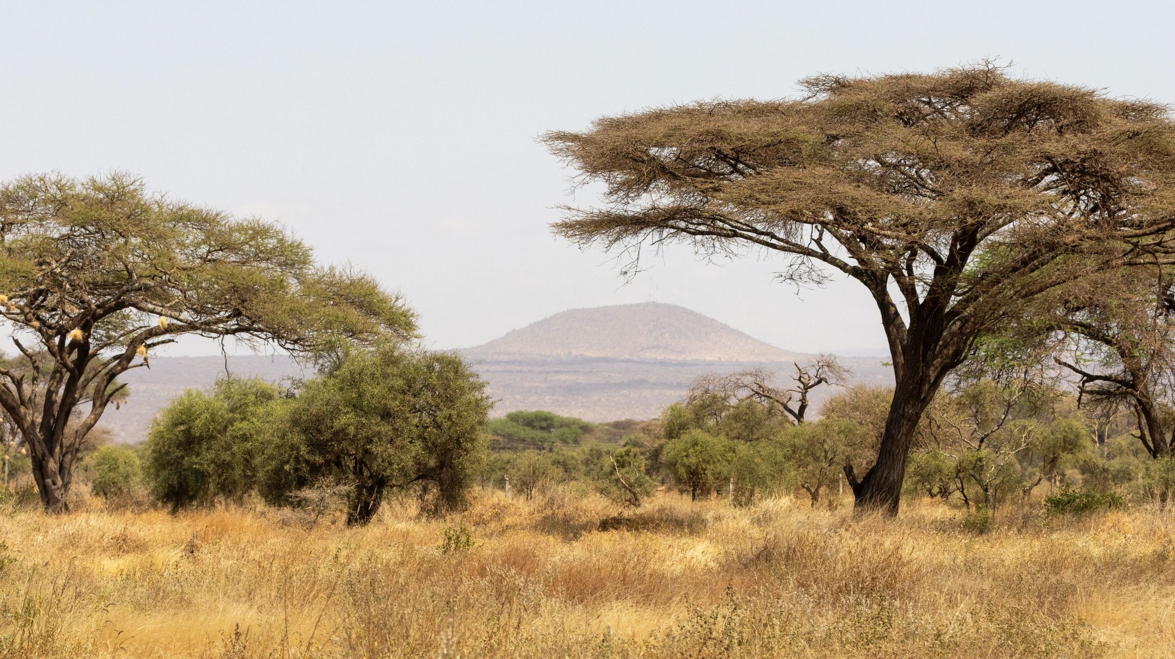 Drive from Tsavo West National Park to Amboseli National Park