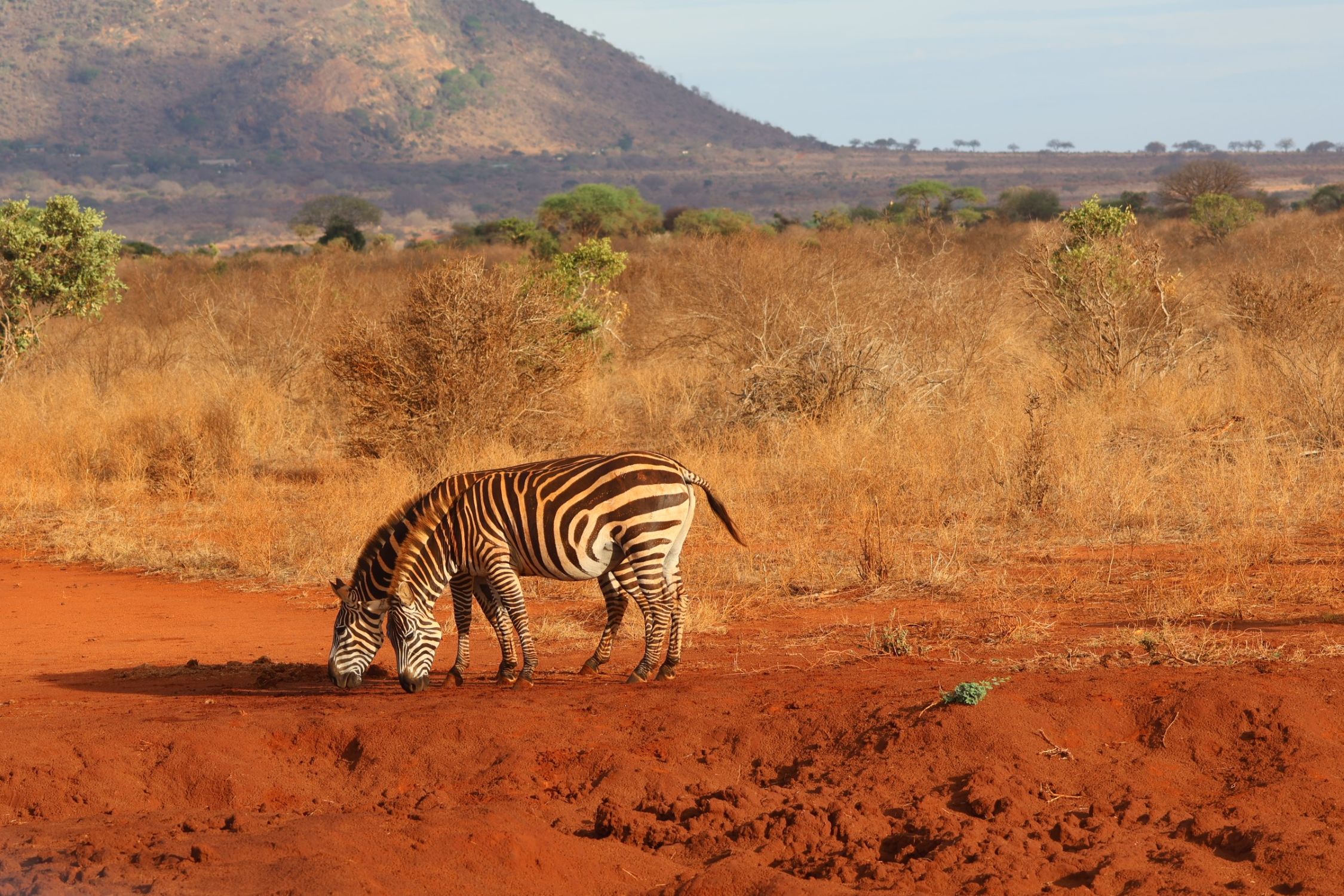Drive from Mombasa to Ngutuni Conservancy