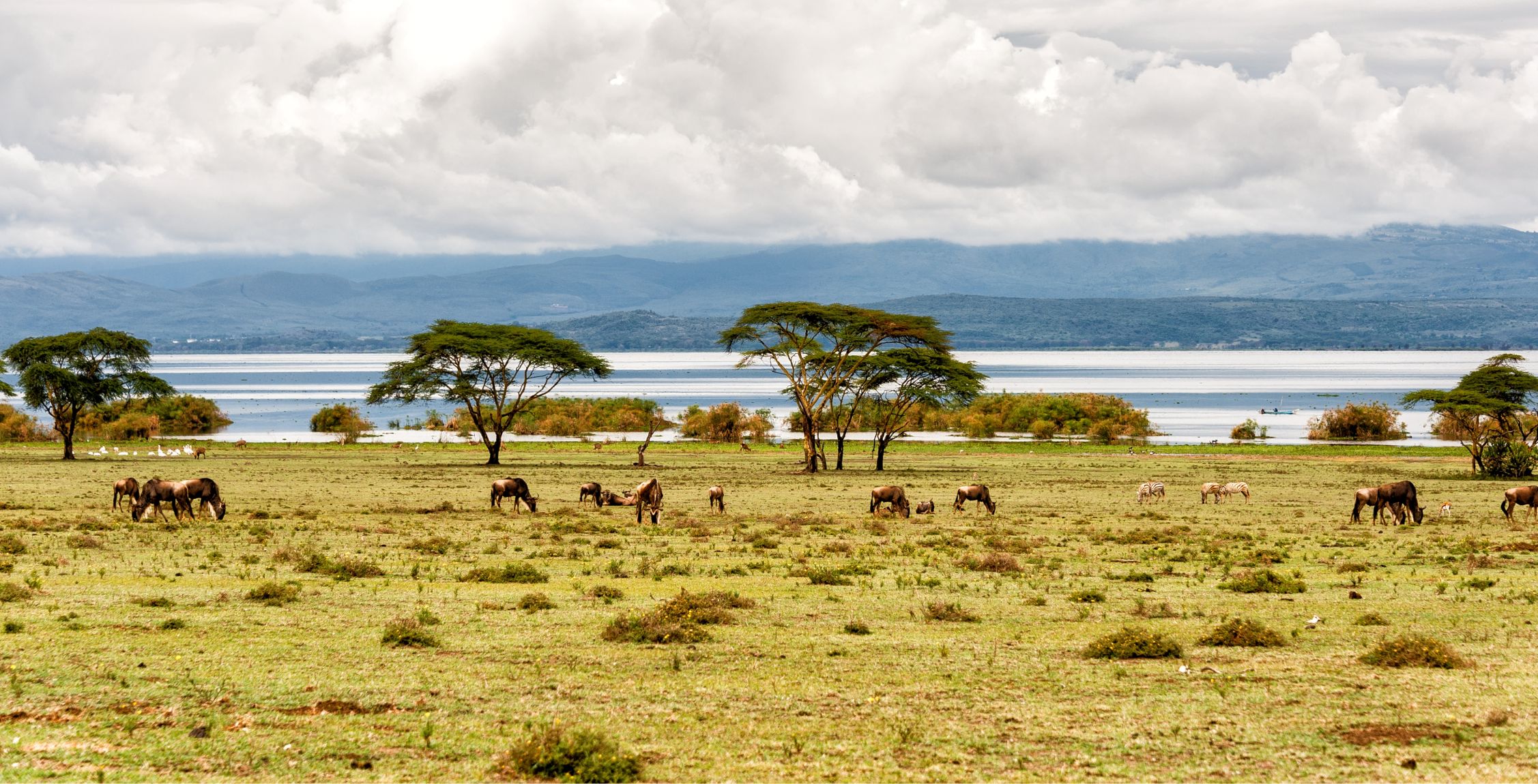 Drive from Solio Conservancy to Lake Naivasha