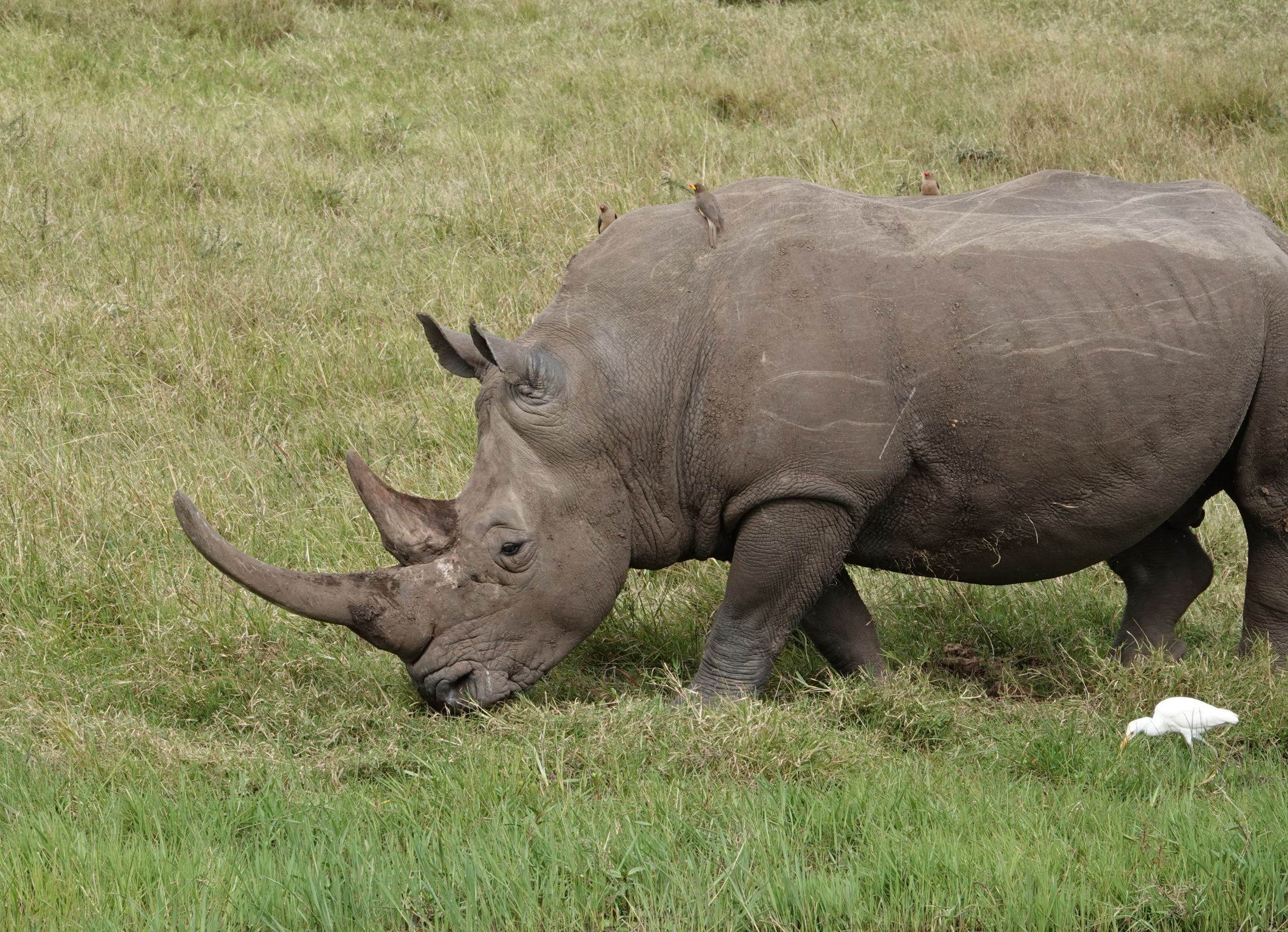 Drive from Nairobi to Ol' Pejeta Conservancy