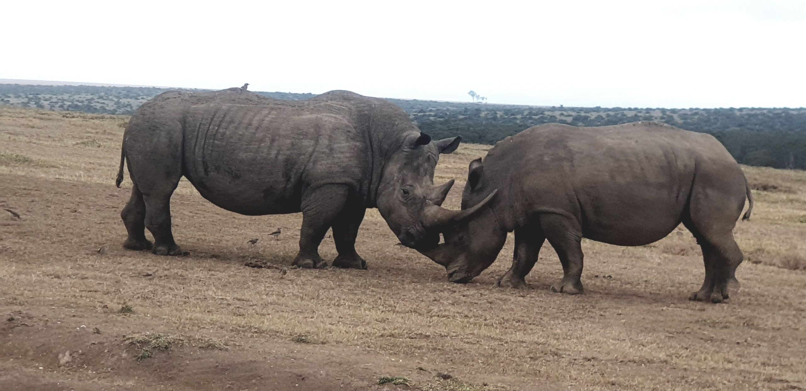Drive from Samburu National Reserve to Solio Ranch Conservancy