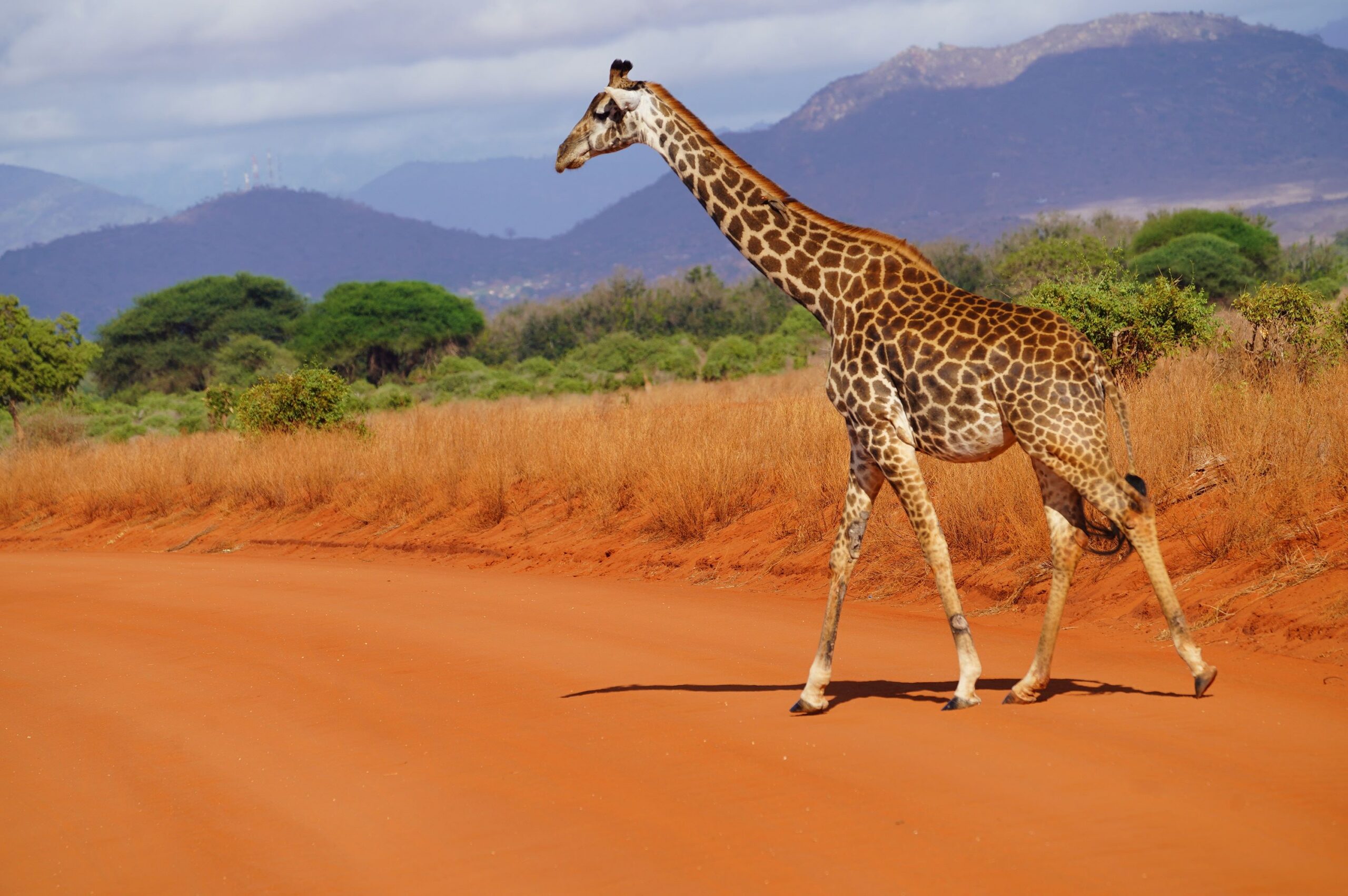 Drive from Amboseli National Park to Tsavo East National Park