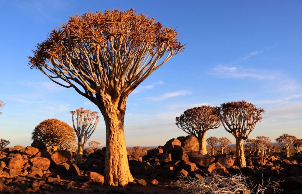 Quiver Tree Forest Namibia