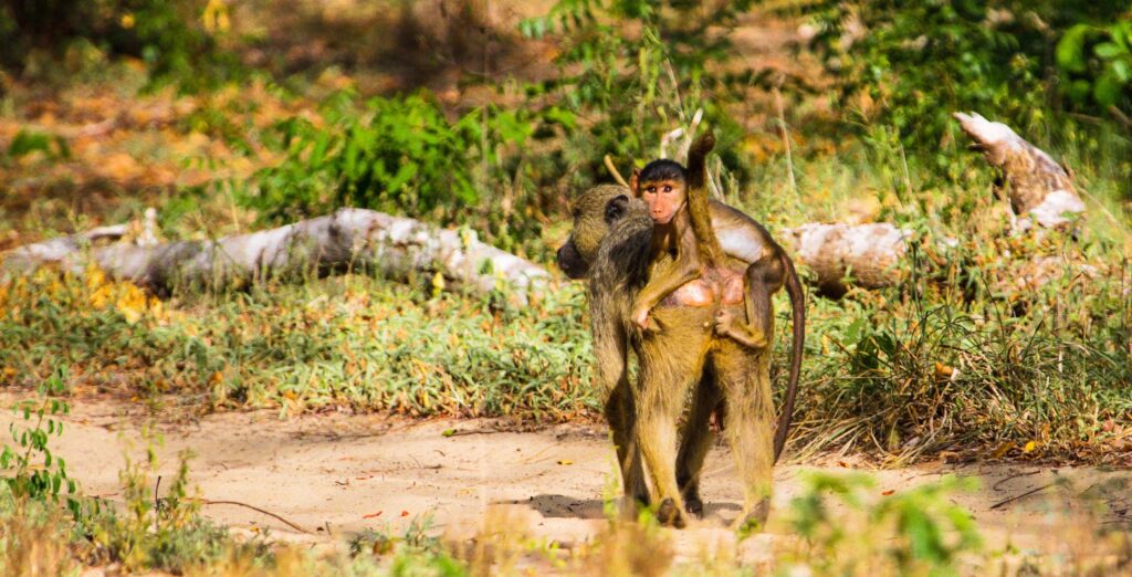 Arabuko-Sokoke Forest - baboon baby and mum - Website pics