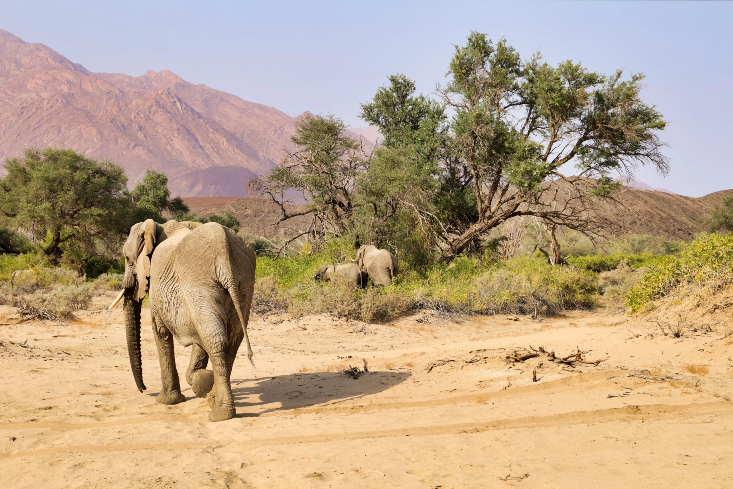 Desert elephants - Website pics