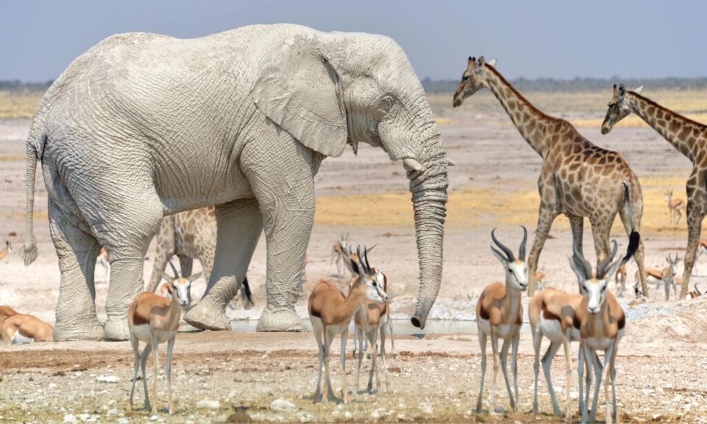 Elephant, giraffes and springboks in Etosha