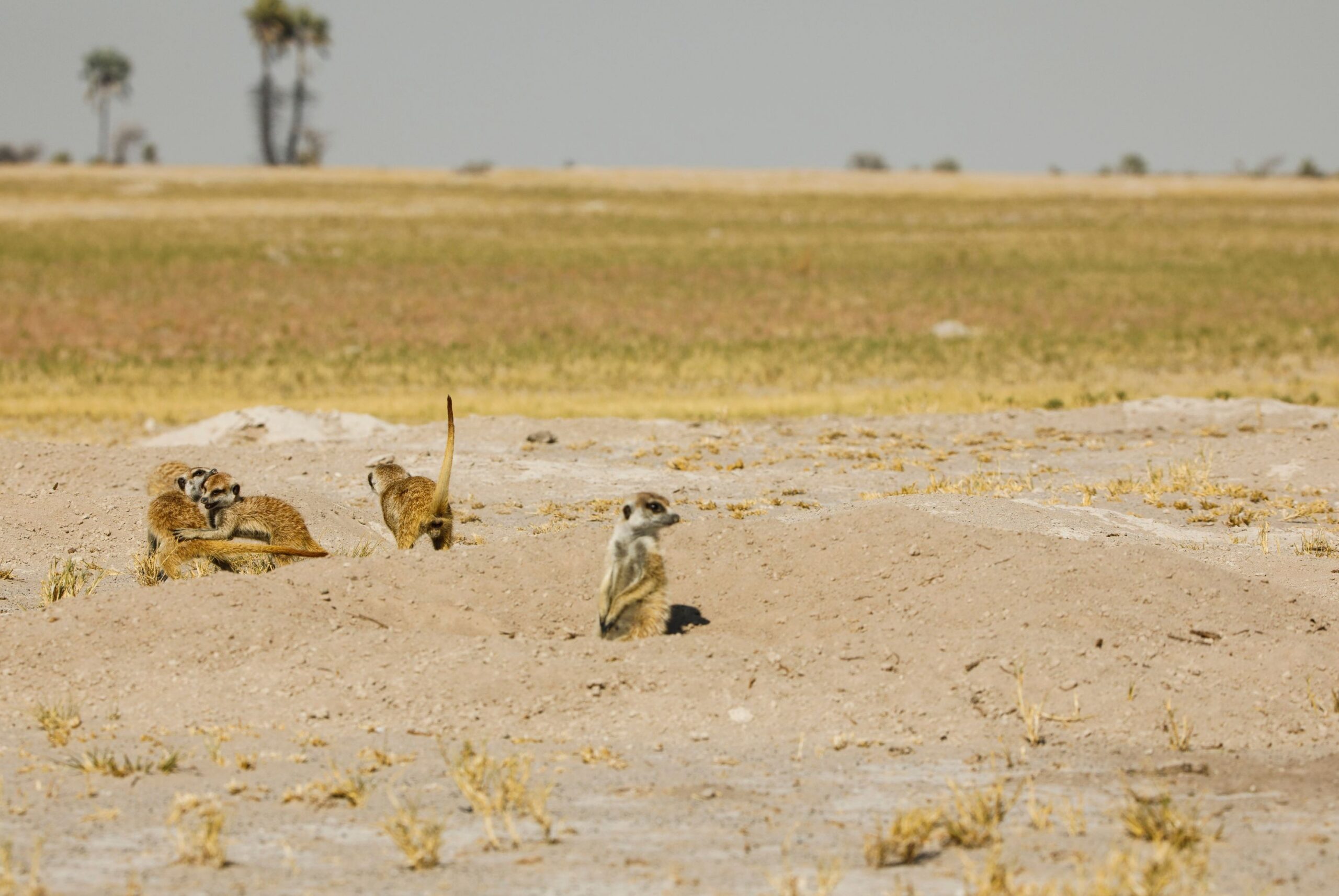 The salt pans of Makgadikgadi