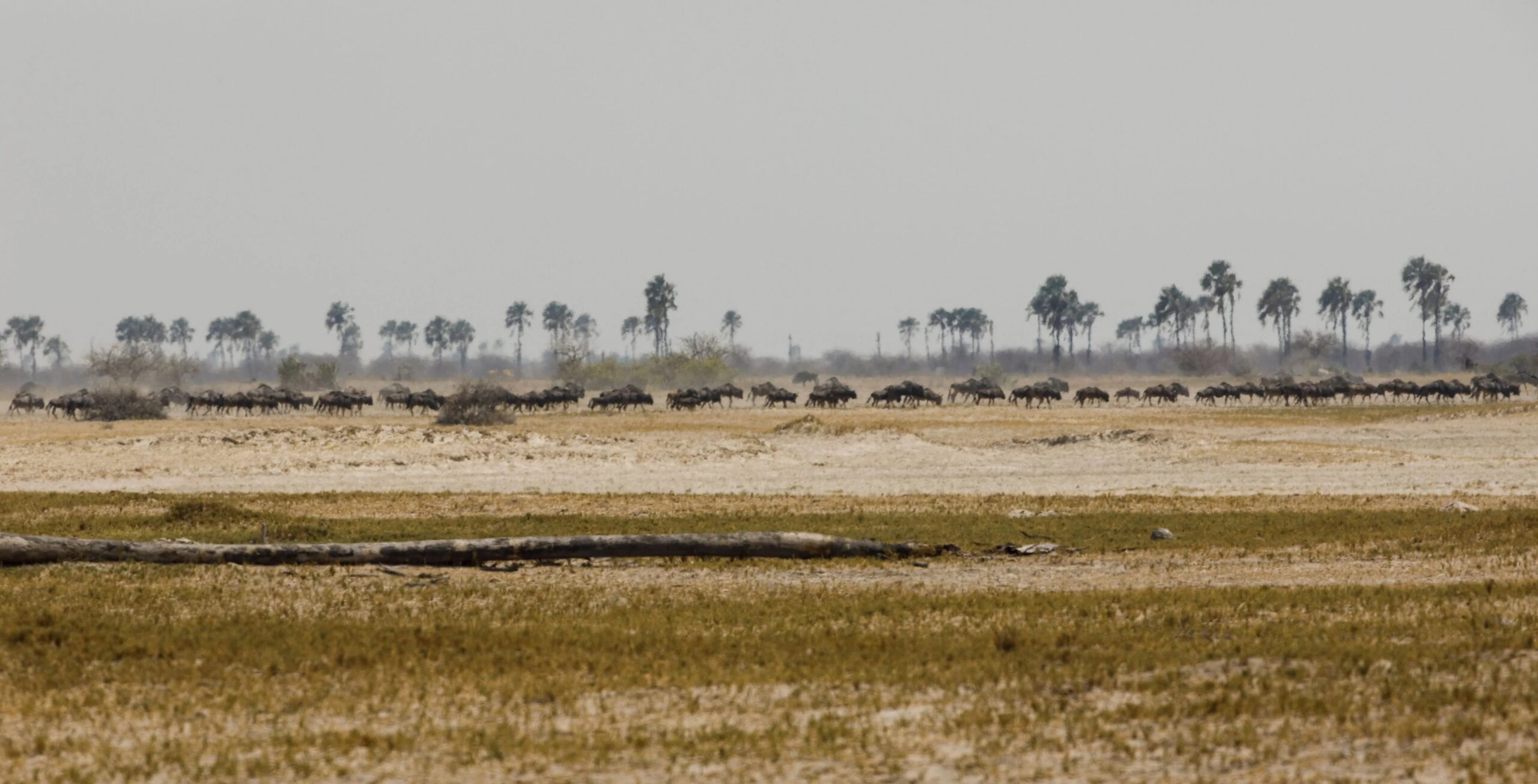 The salt pans of Makgadikgadi
