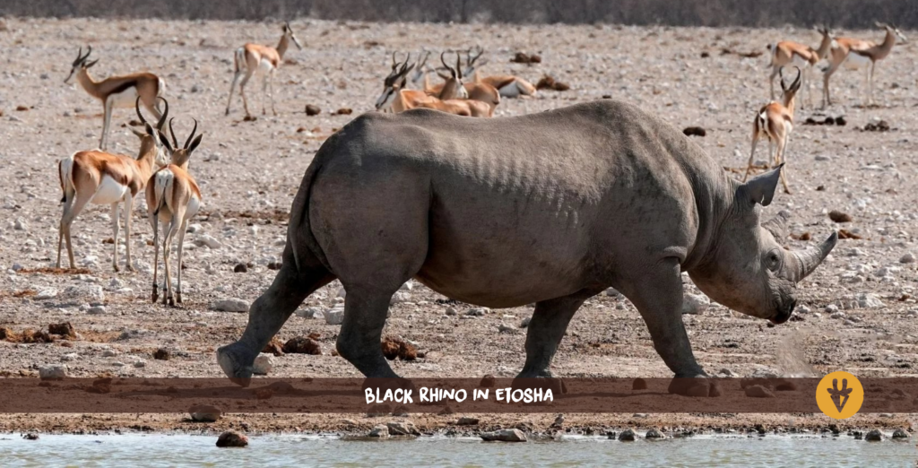 Black rhino walking at Okaukuejo waterhole in Etosha National Park, Namibia, with springboks in the backround
