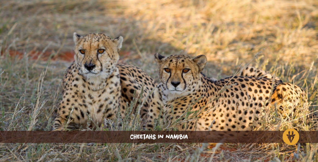 Cheetahs Namibia