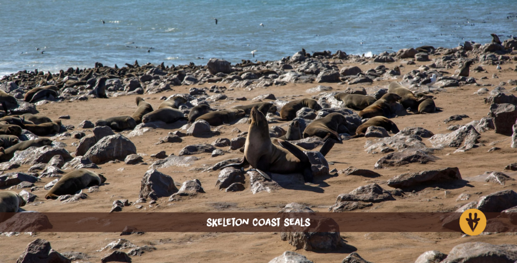 Skeleton Coast Seals