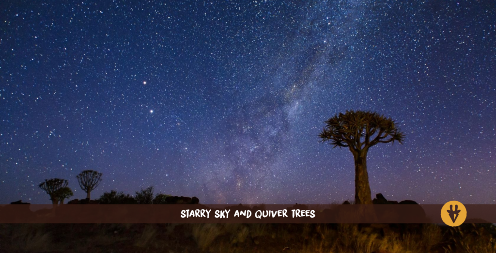 Starry Sky and Quiver Tree Namibia