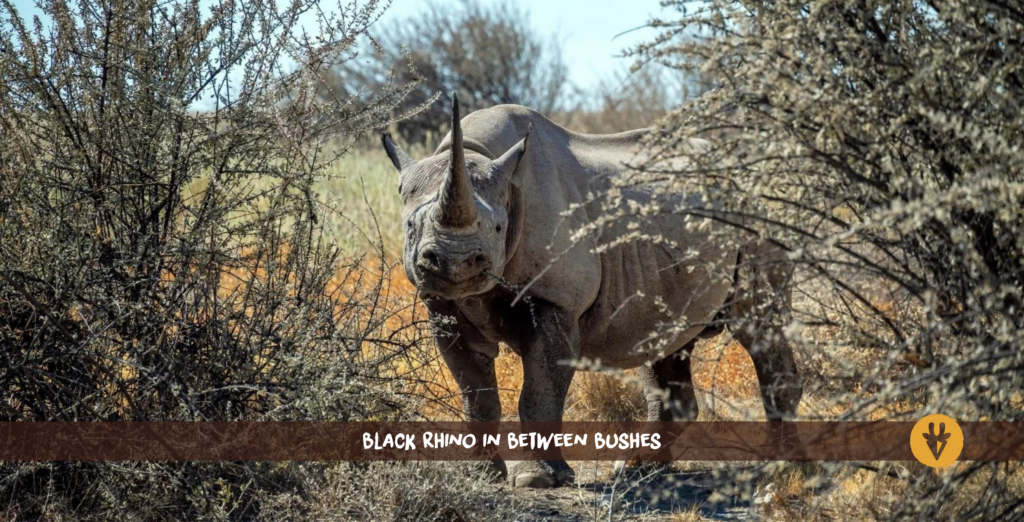 Black rhino with long horn standing between two bushes in Etosha, Namibia