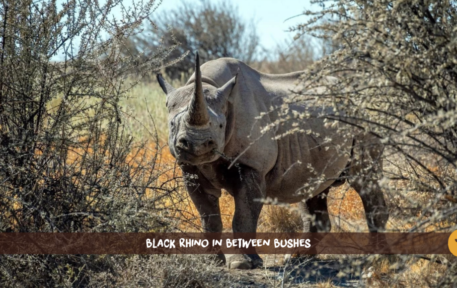 Black rhino with long horn standing between two bushes in Etosha, Namibia
