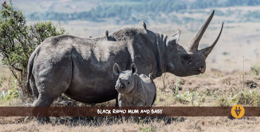 A black rhino mother with two long horns and her young calf standing next to her