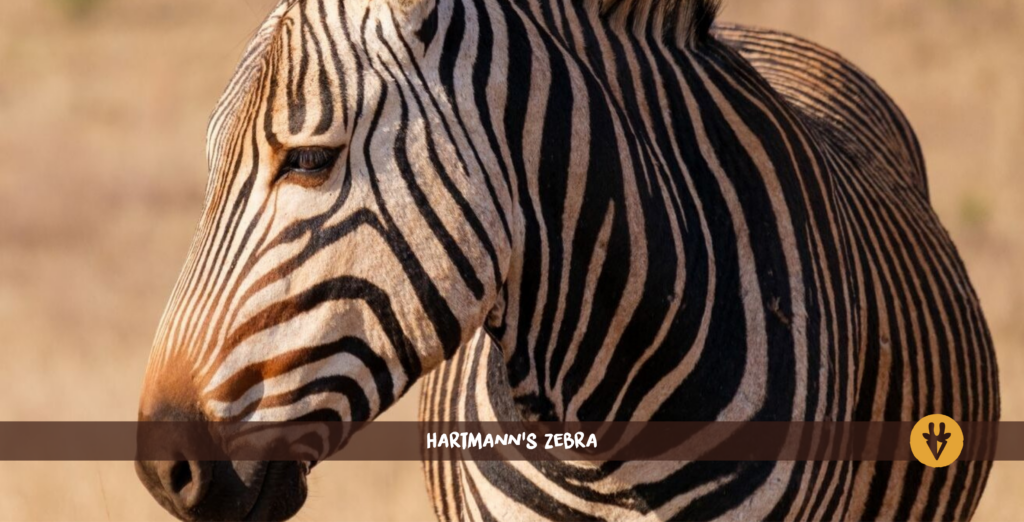 Hartmanns zebra close up