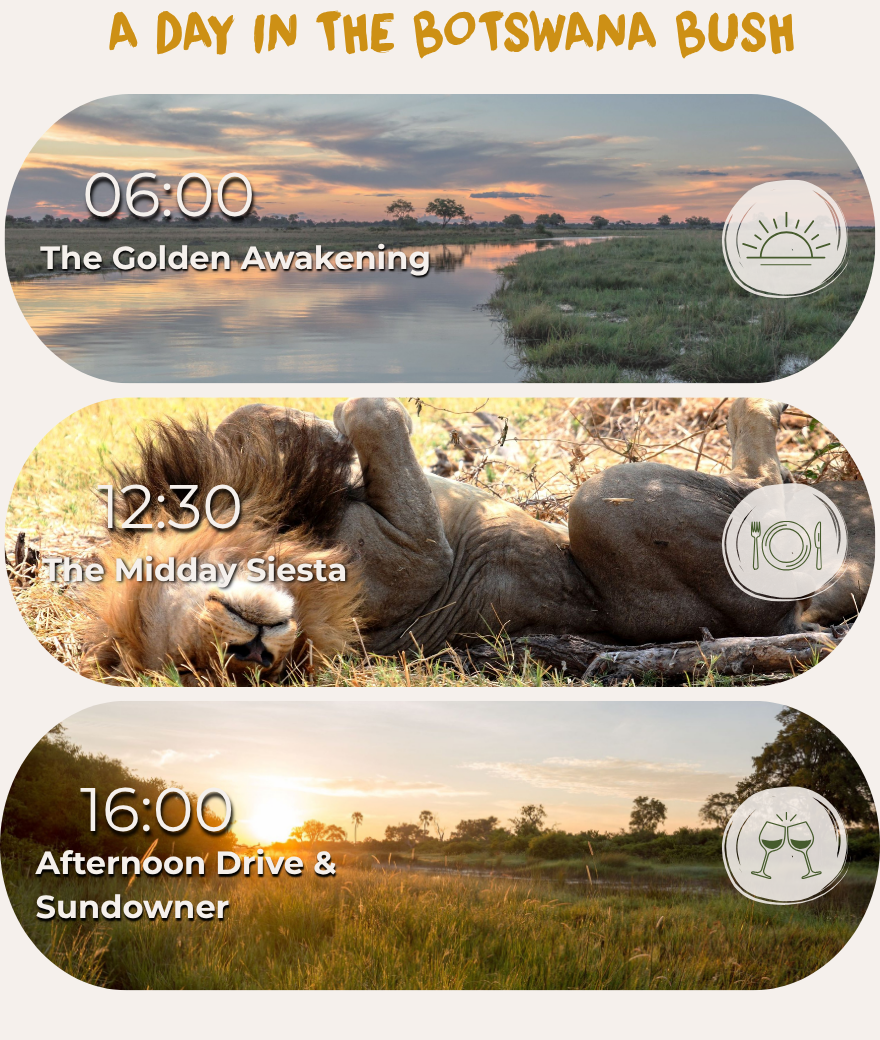 Typical daily safari schedule in Botswana with a morning activity at 06:00, midday siesta at 12:30 and an afternoon drive with a sundowner at 16:00.