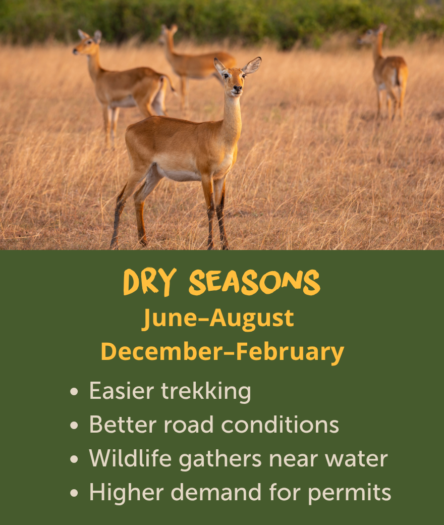 Dry seasons in Uganda from June to August and December to February, offering easier trekking, better roads and wildlife near water.