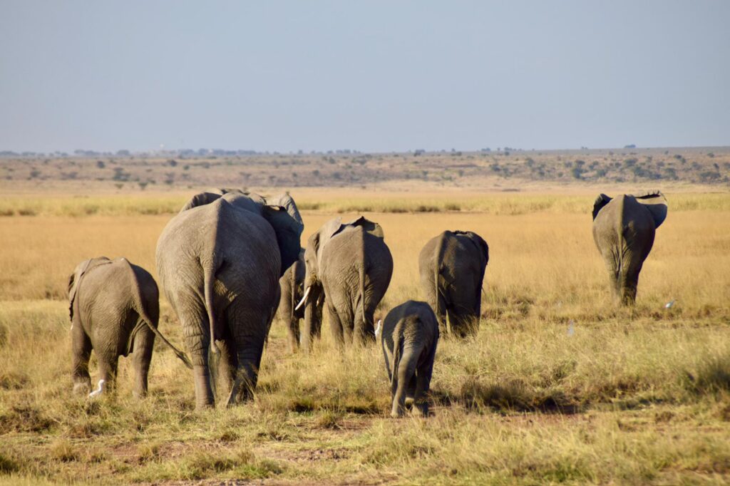 Elephant herd with young calves walking across the open savannah in Kenya.