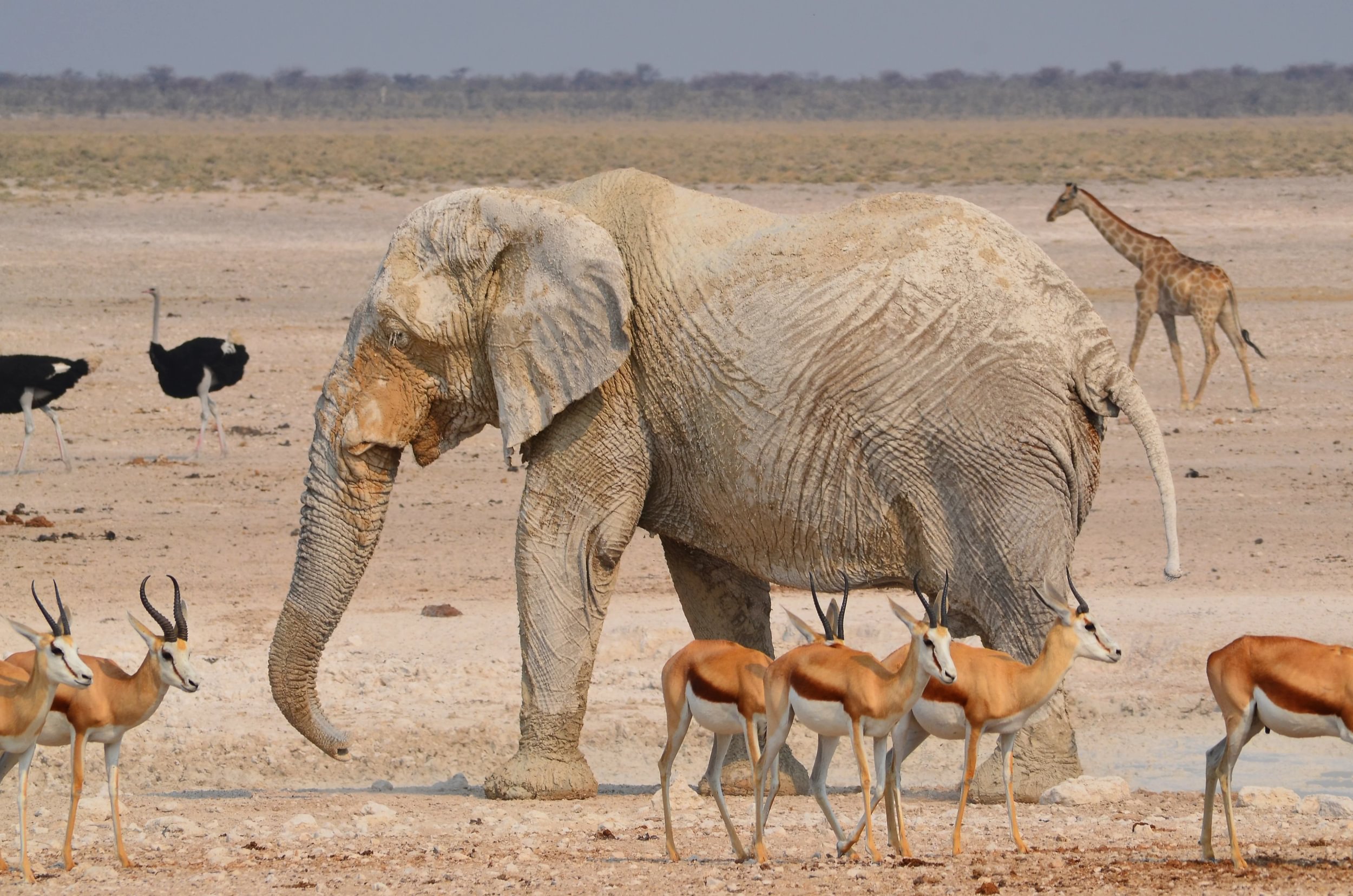 Elephant surrounded by springboks, ostriches and a giraffe in Namibia's Etosha National Park