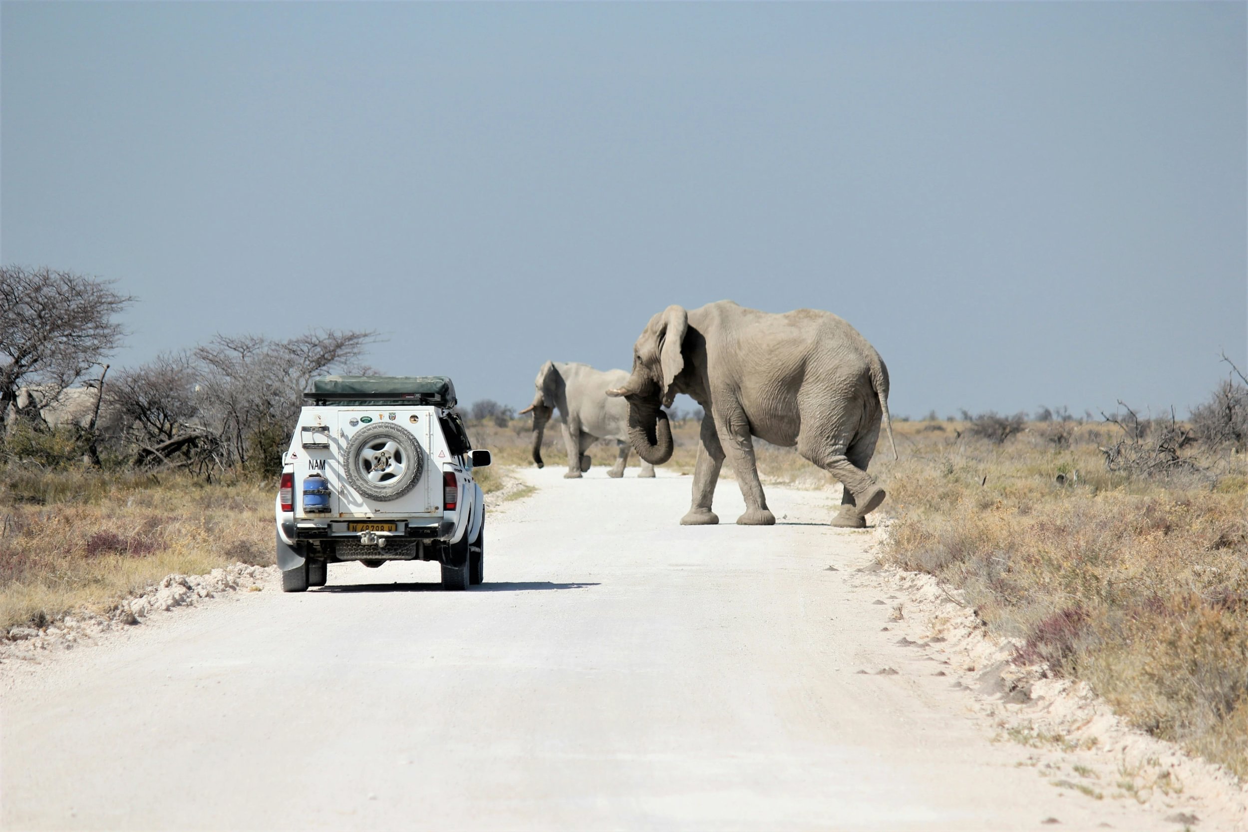 Elephants crossing the road in front of a safari vehicle in Namibia's Etosha National Park