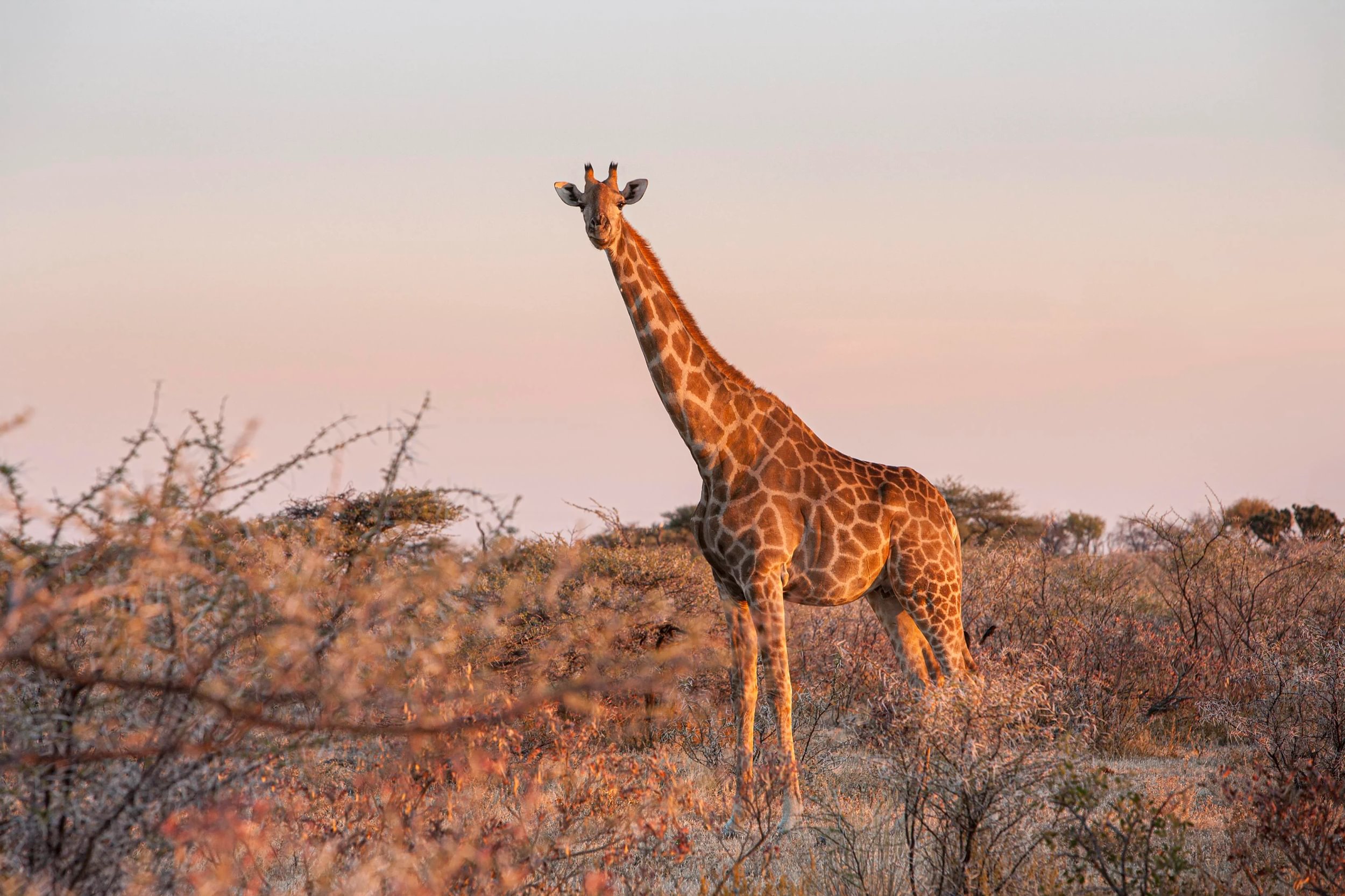 Giraffe standing in a field surrounded by bushes during sunset in Namibia's Etosha National Park