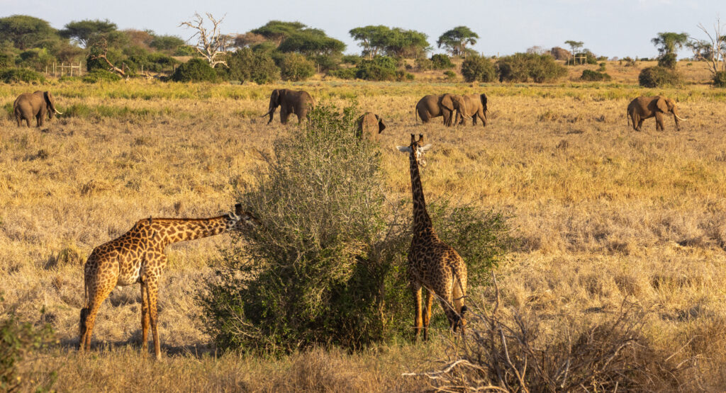 IM_KE_TEAS_Giraffes eating with elephants in background