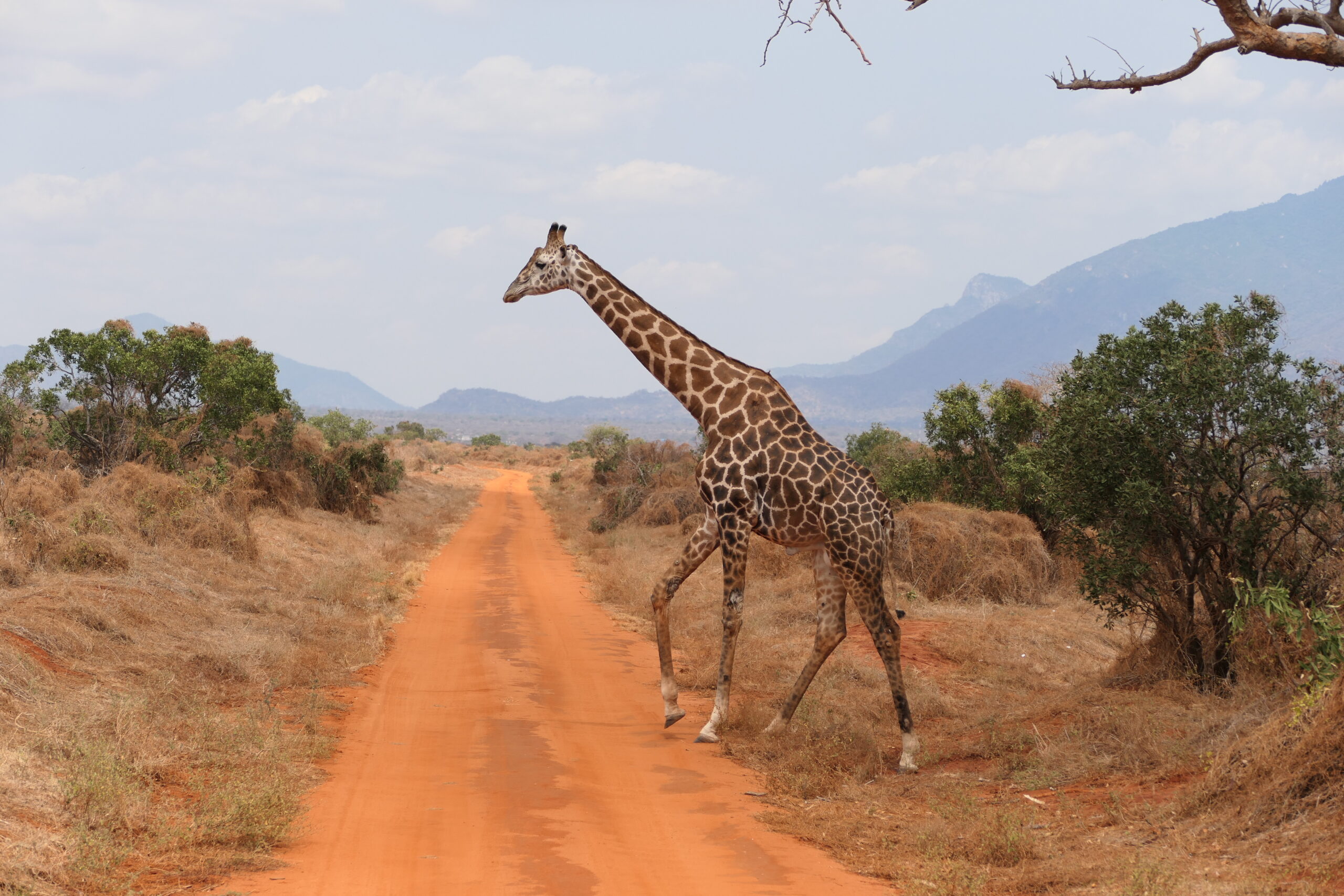 IM_KE_TWES_Giraffe walking