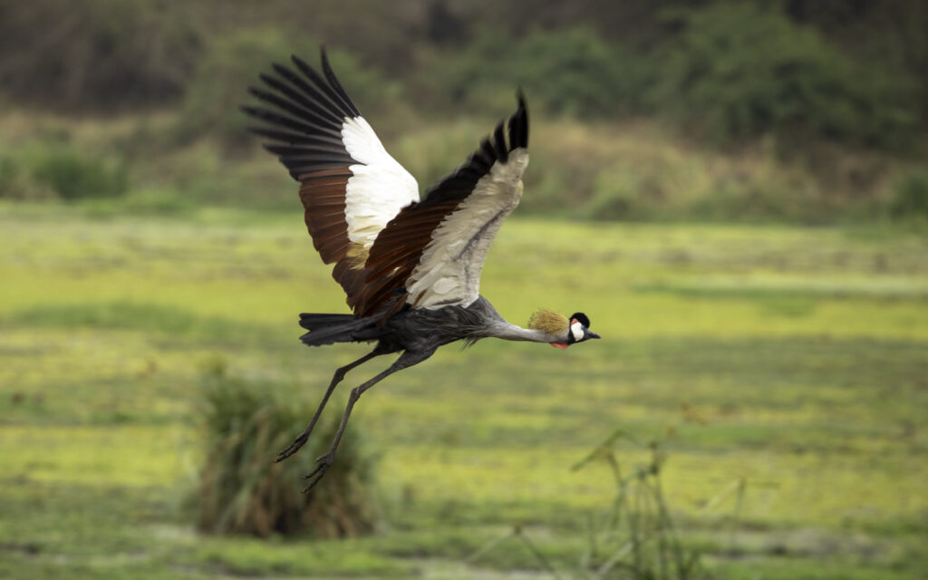 IM_UG_QE_Grey crowned crane in flight 3