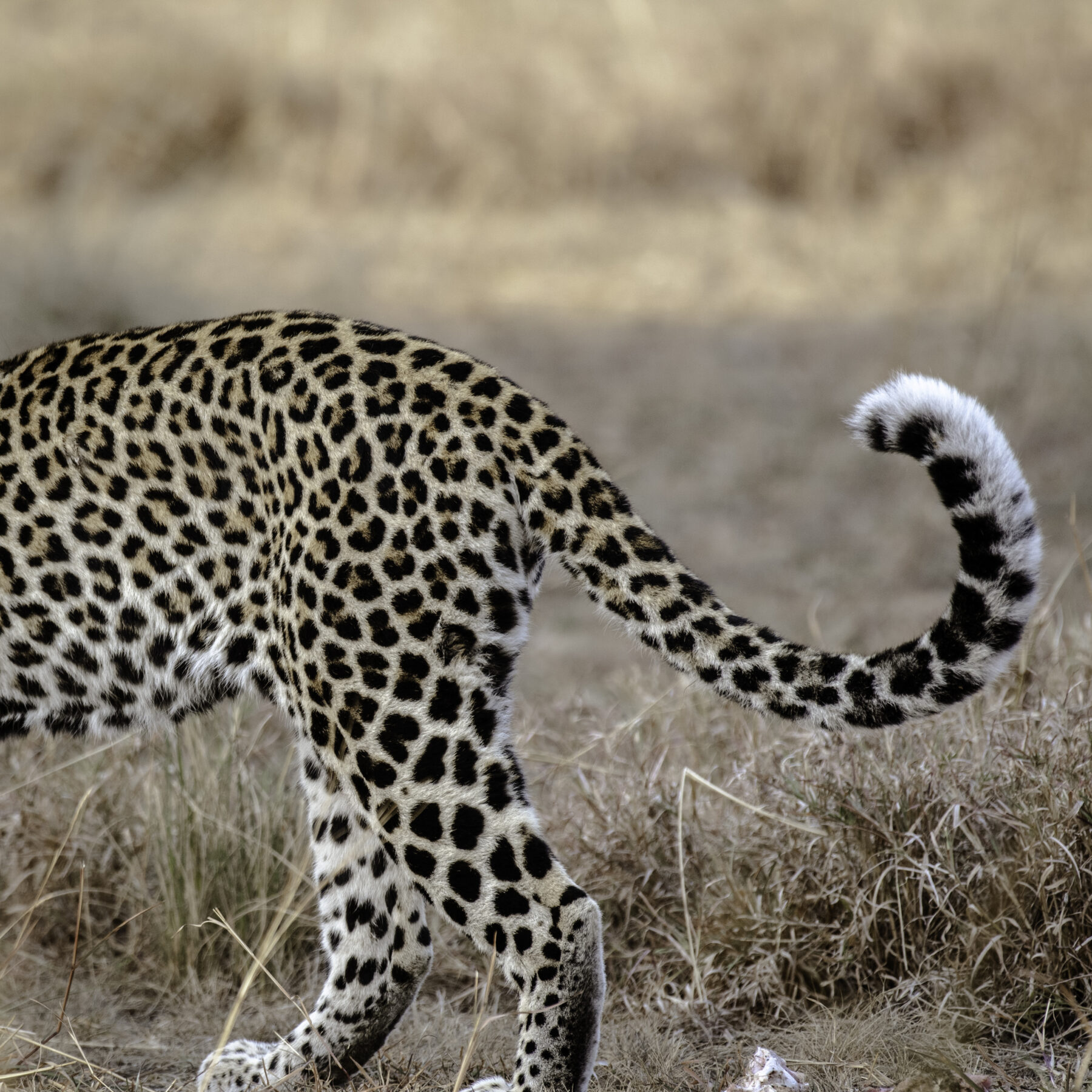 Leopard walking through dry grass in Queen Elizabeth National Park, Uganda.