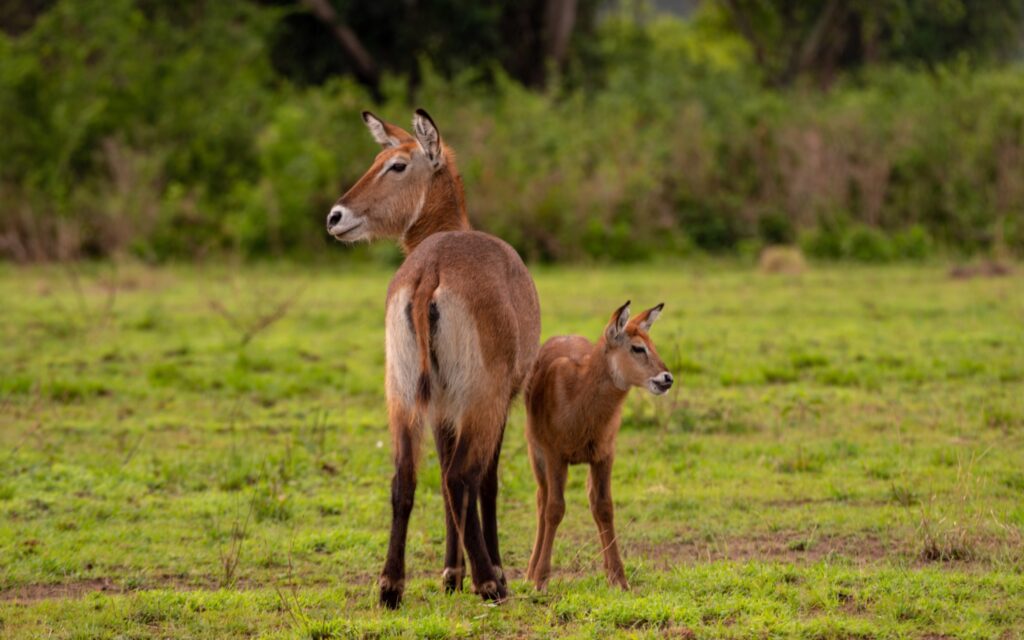 IM_UG_QE_Waterbuck with baby 3