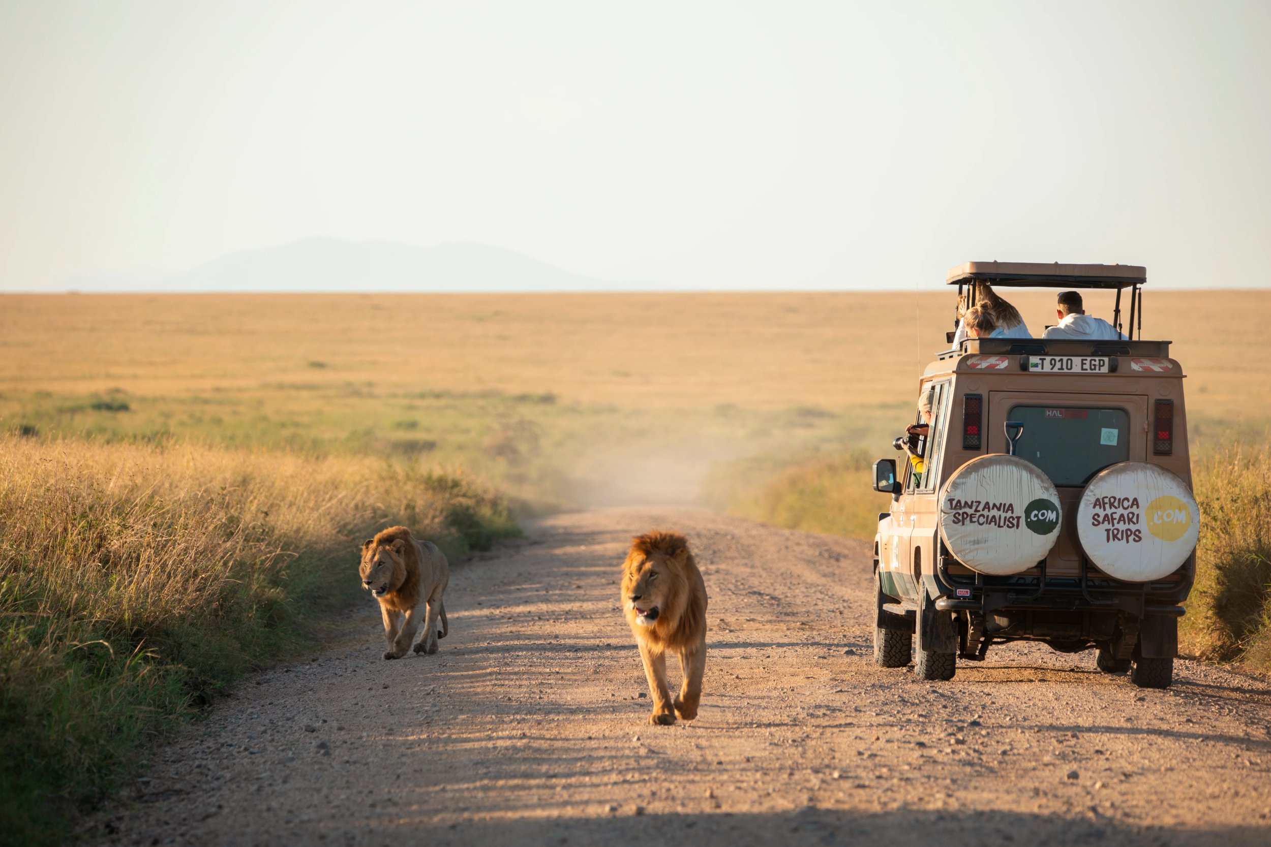 Safari jeep with people looking through the open roof driving down a gravel road on open field where two lions walk and the weel covers have the logos of Africa Safari Trips and Tanzania Specialist
