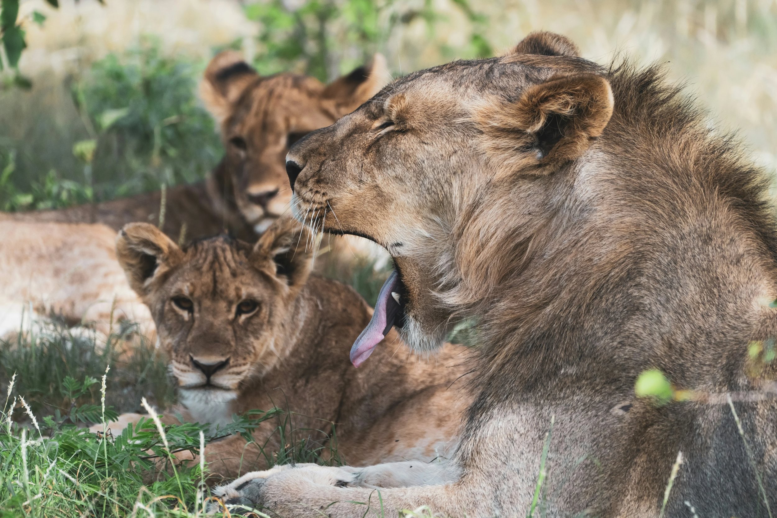 Lion pride resting in the shade in Namibia's Etosha National Park with one lion yawning