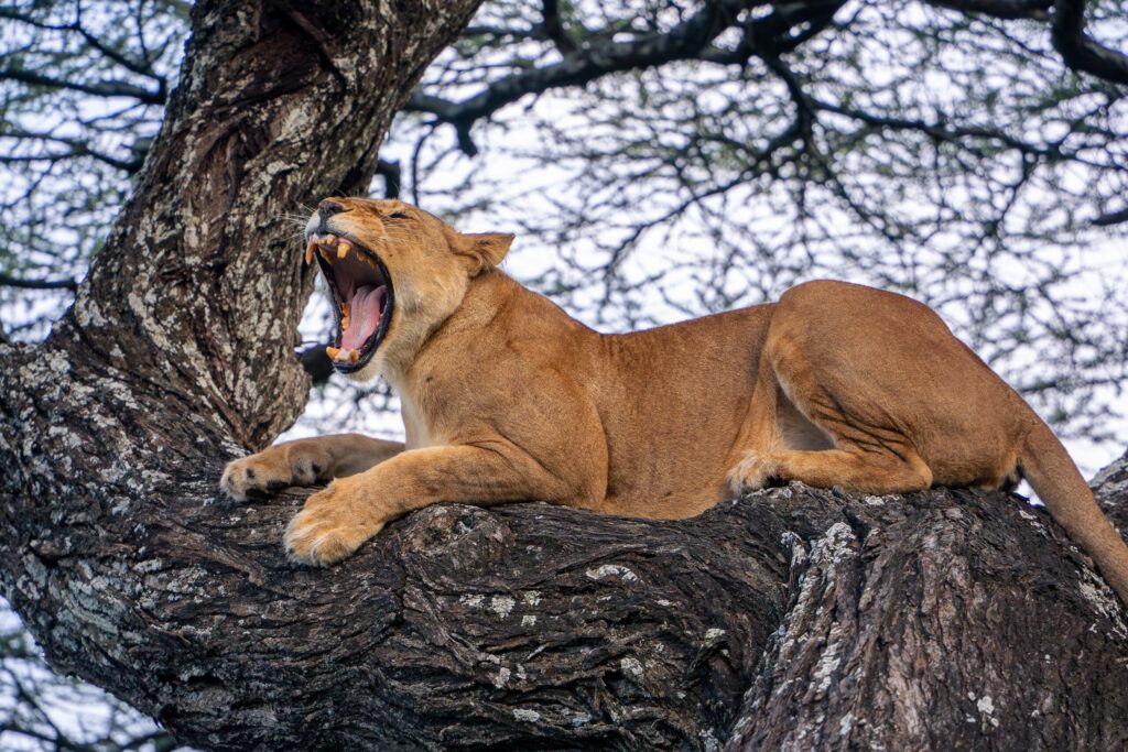 Yawning lioness lying on a tree branch in the Serengeti