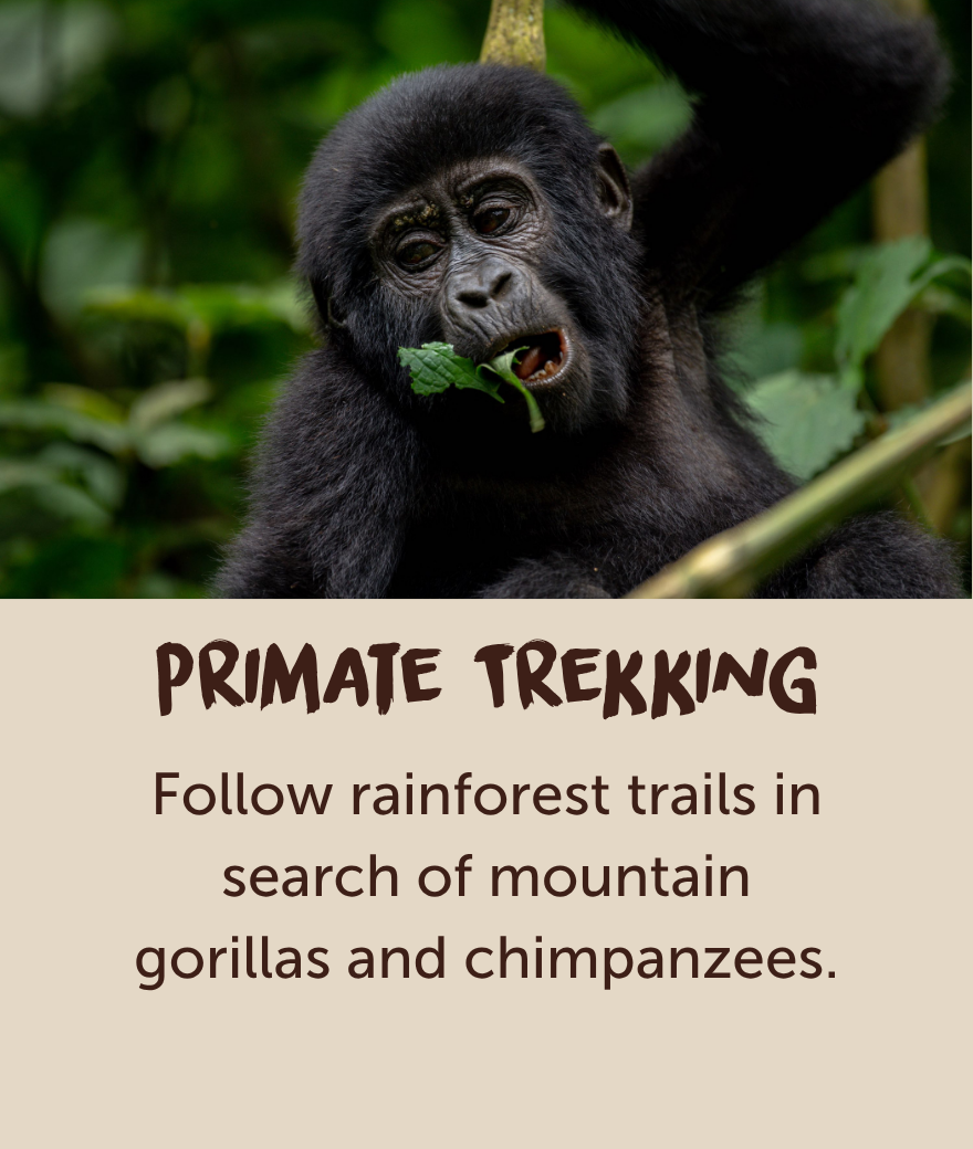 Young mountain gorilla eating leaves in Uganda’s rainforest.