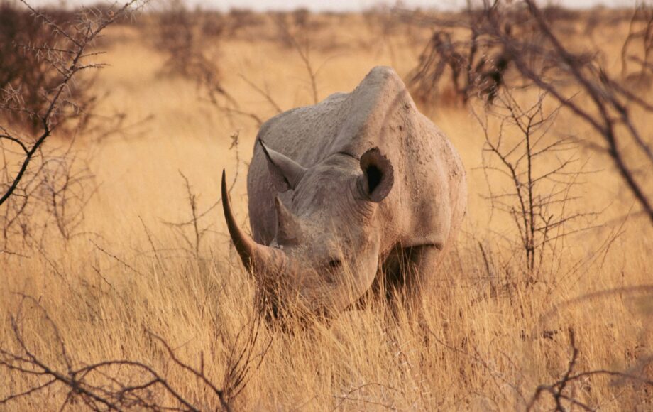 A black rhino standing in the high yellow grass of Etosha National Park in Namibia