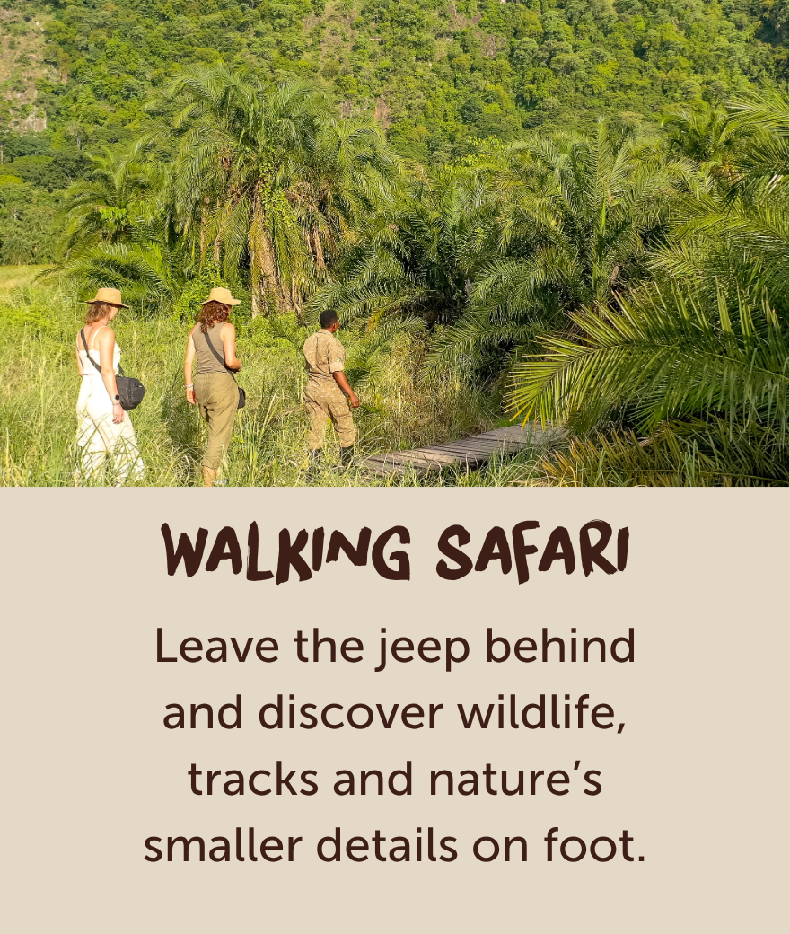 Travellers exploring Uganda’s green landscape on a guided walking safari.