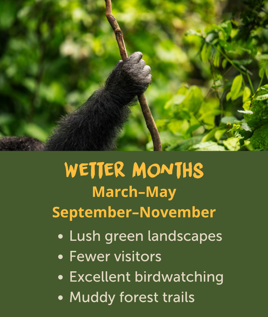 Wetter months in Uganda from March to May and September to November, with lush landscapes, fewer visitors and excellent birdwatching.