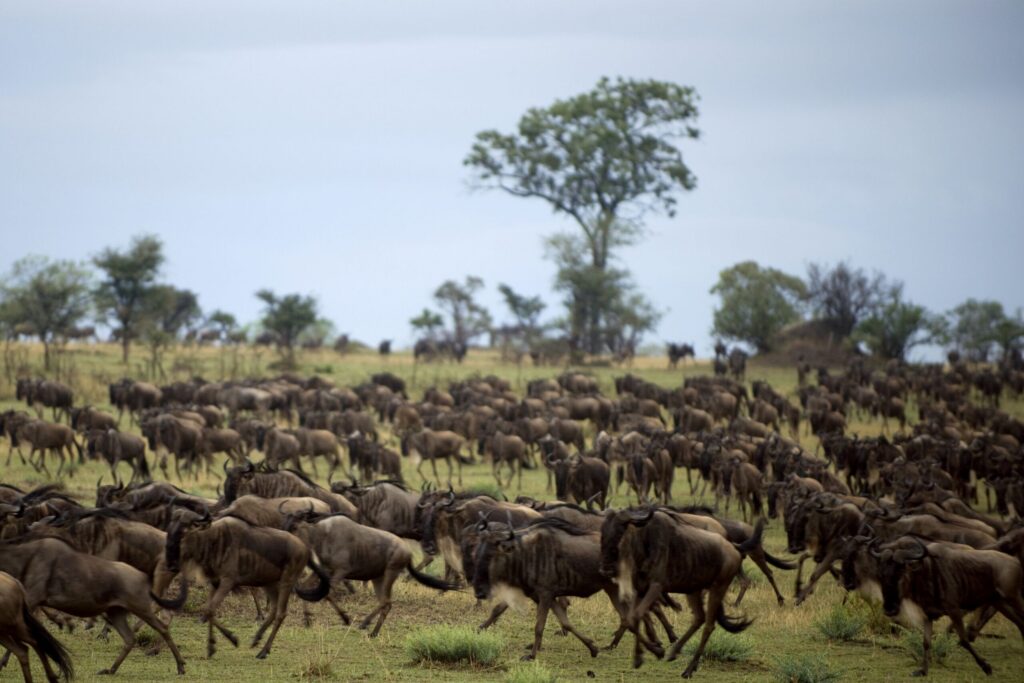 A herd of wildebeest running to the left on the green grass with trees in the background